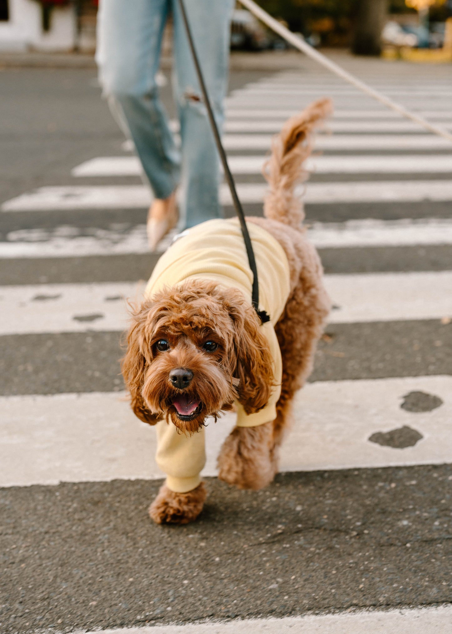 Yolk Dog Hoodie