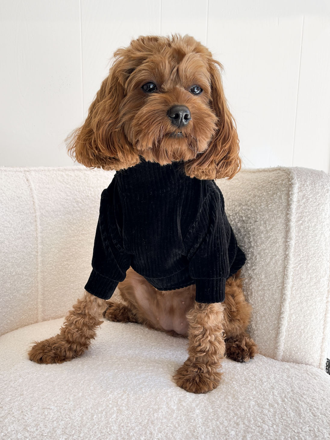 Midnight Dog Sweater