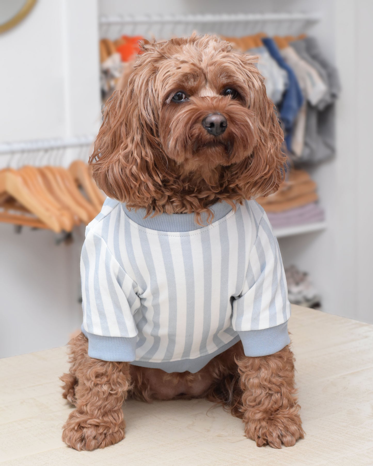 Coastal Dog Sweatshirt