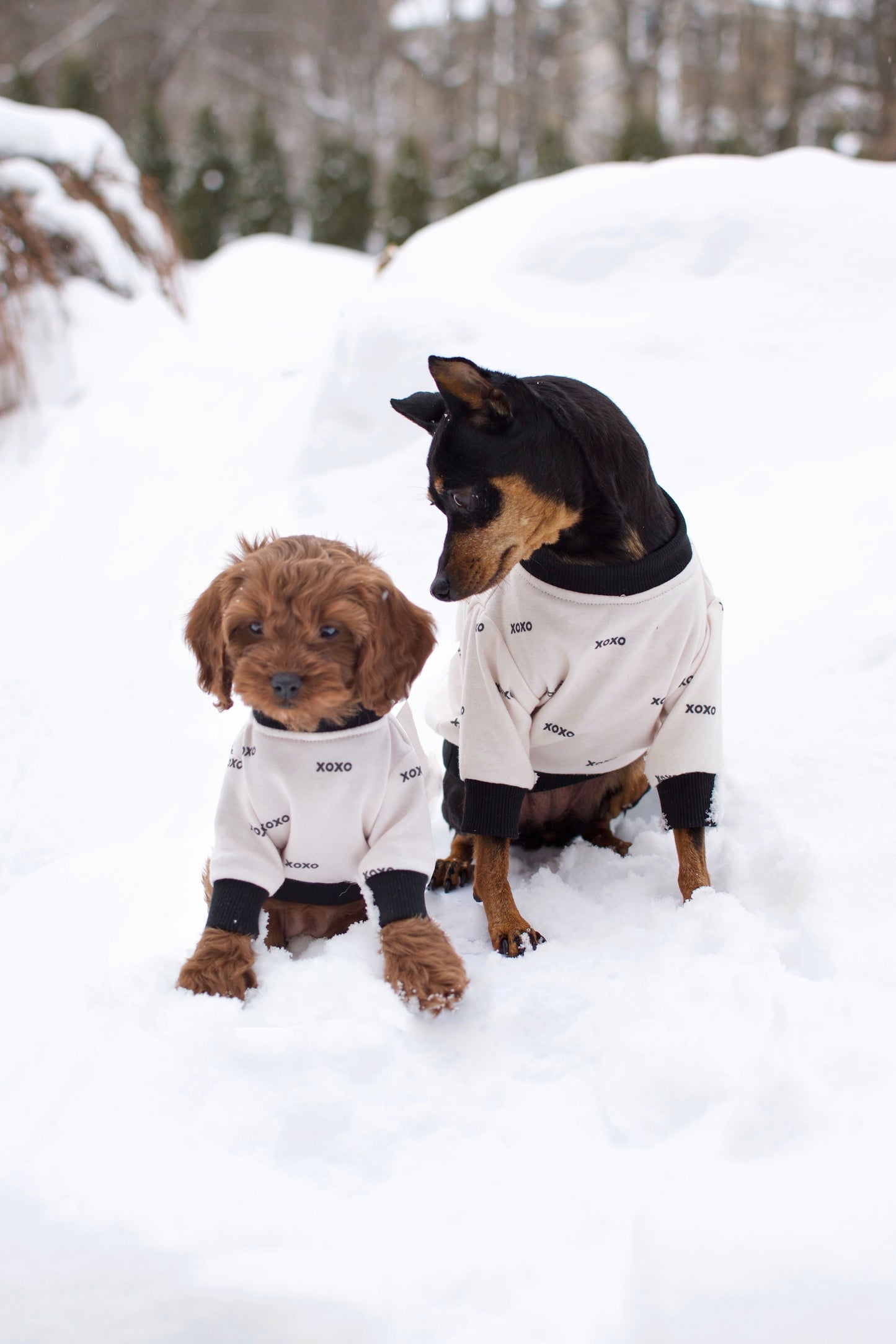 Xoxo Dog Sweatshirt