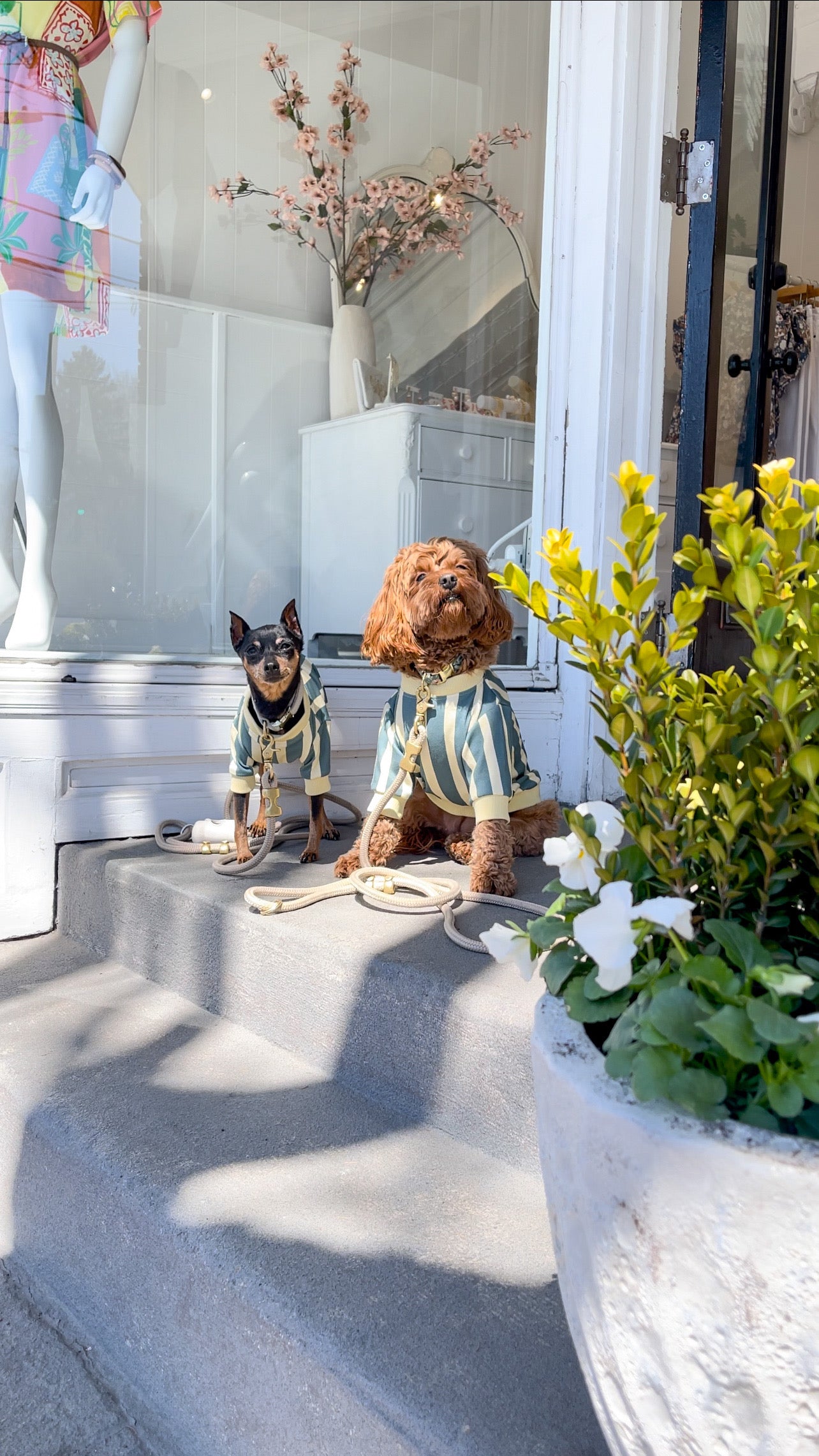 Hampton Dog Sweatshirt