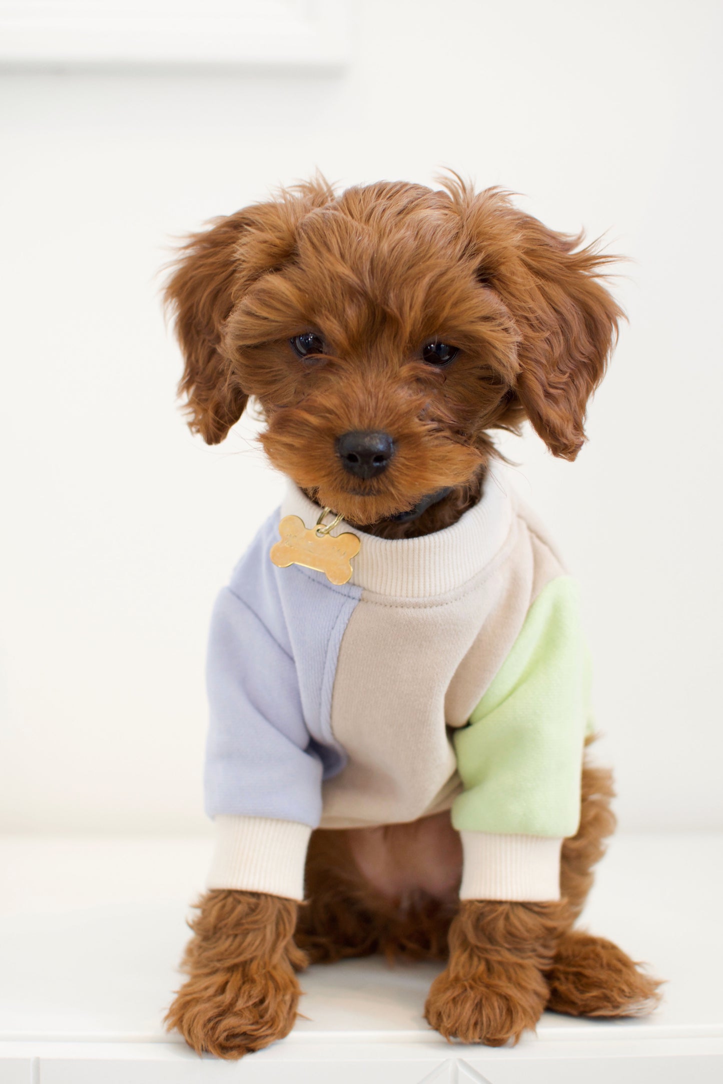 Dawson Color block Dog Sweatshirt