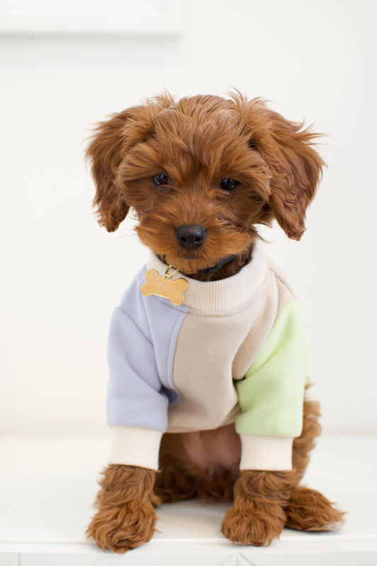 Dawson Color block Dog Sweatshirt