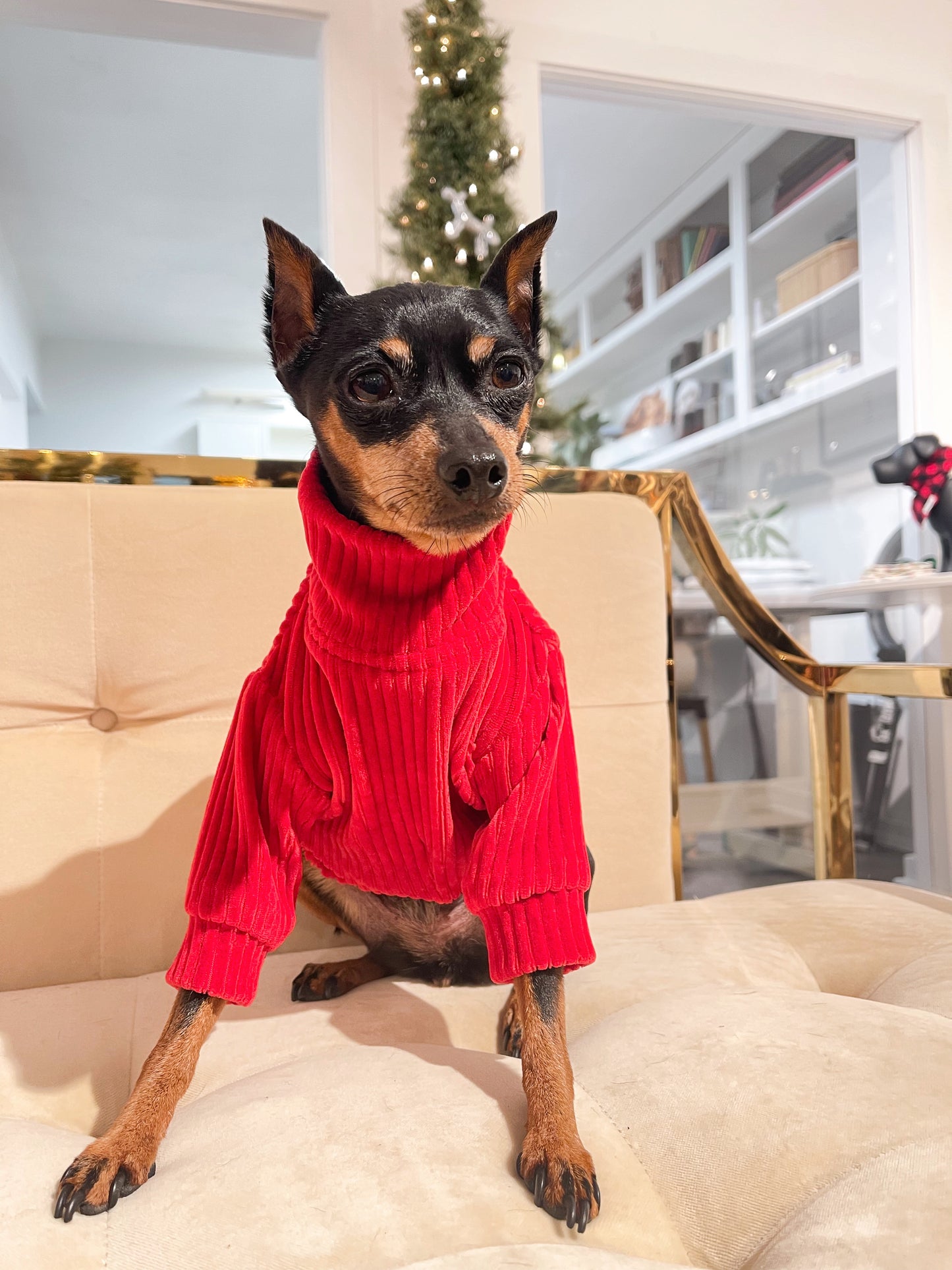 Berry Dog Sweater