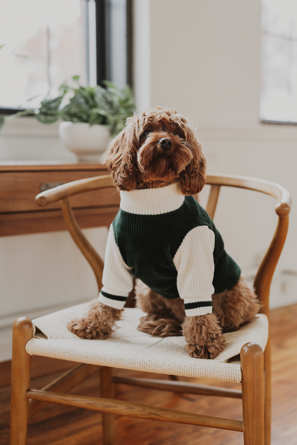 Dartmouth Dog Sweater