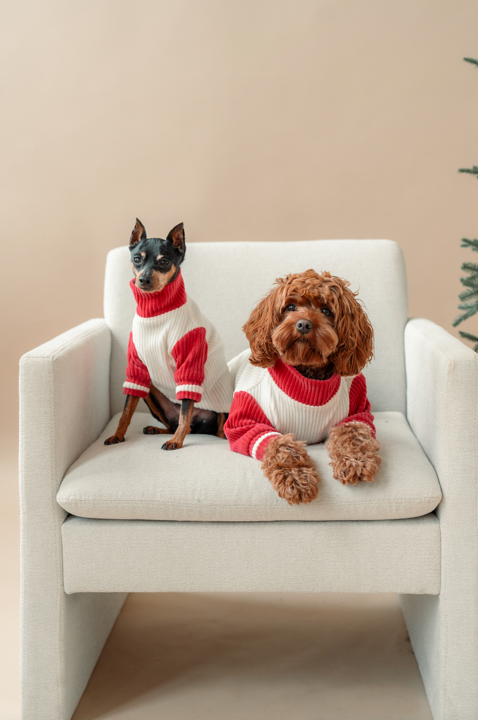 Peppermint Dog Sweater