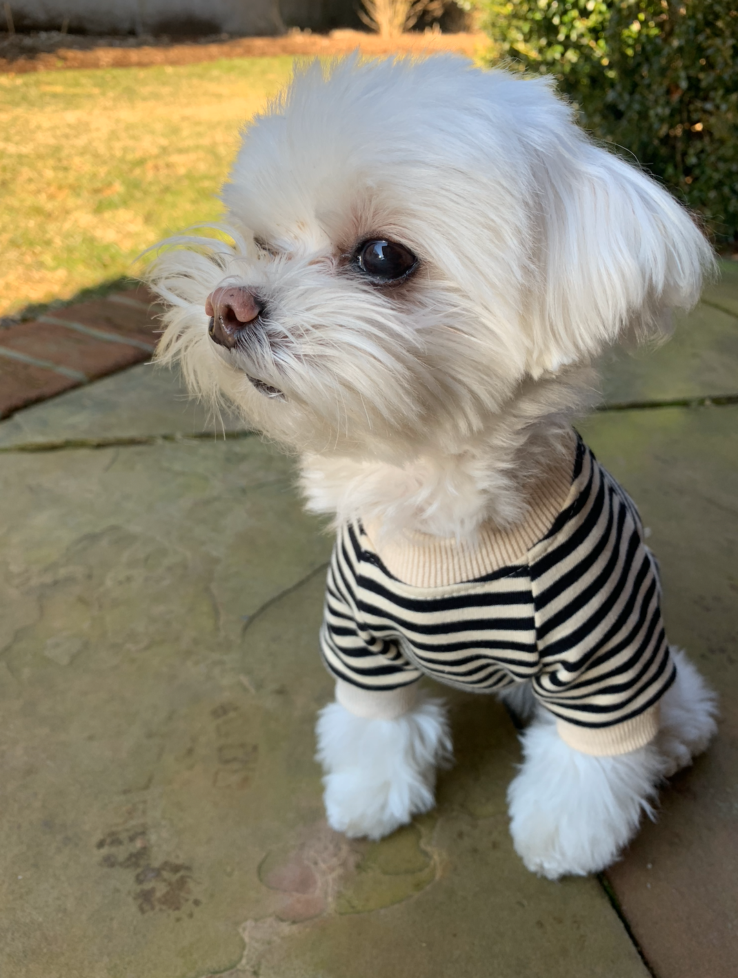 Cameron Dog Sweatshirt