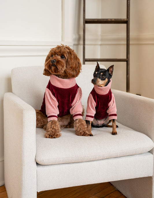 Candy Land Dog Sweater