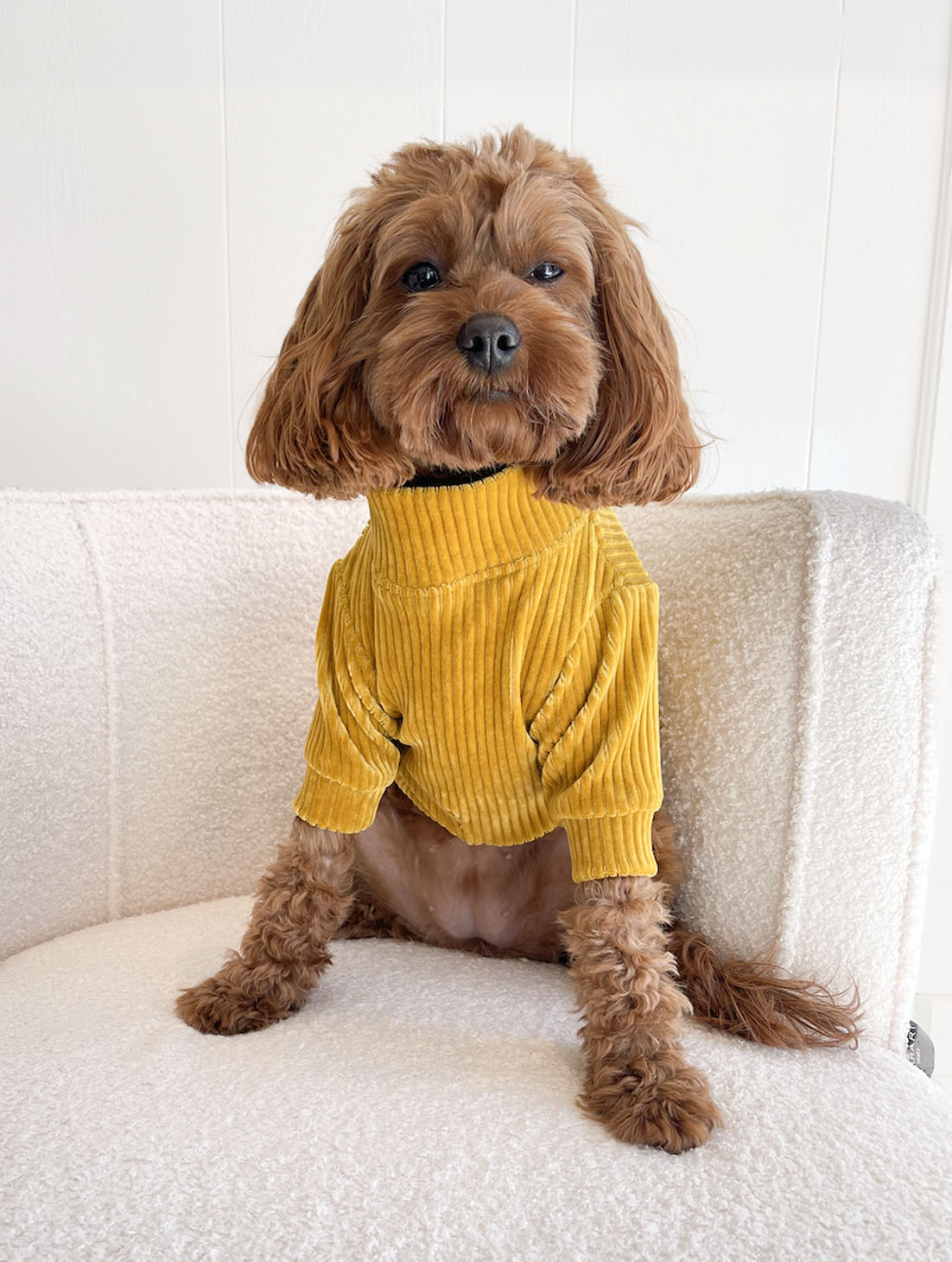 Golden Dog Sweater
